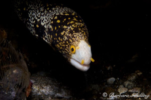 A moray checking out the what is going on outside its home! by Barbara Schilling 